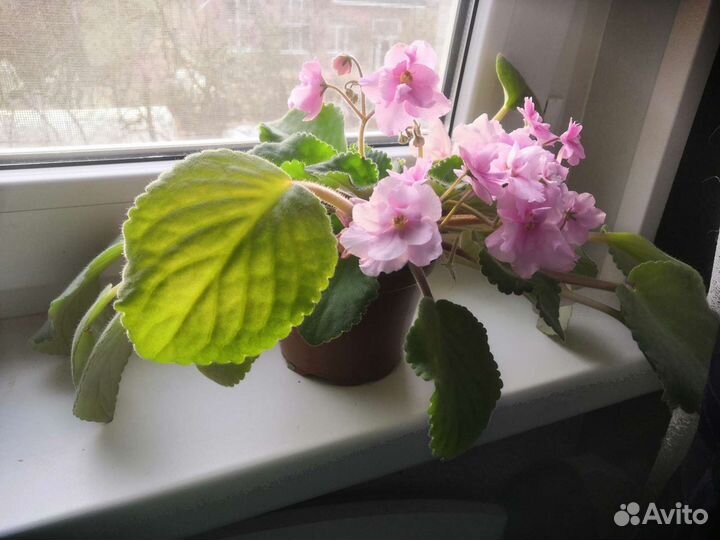 Фиалка Ян зубо