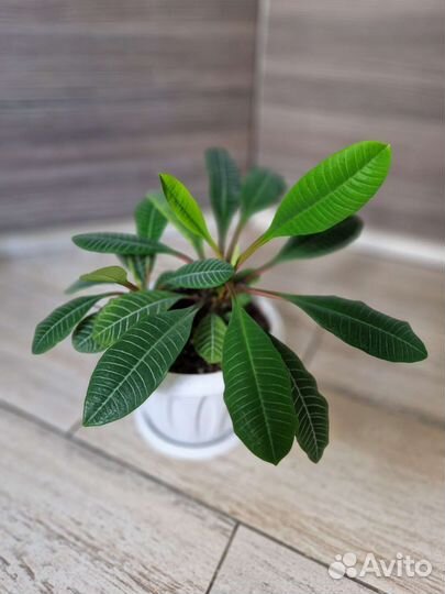 Молочай в дар