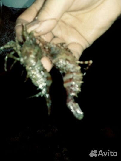 Рыбалка р.Авача и Авачинская бухта