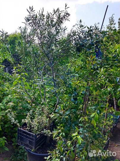 Олива и Сизигиум Паникулята