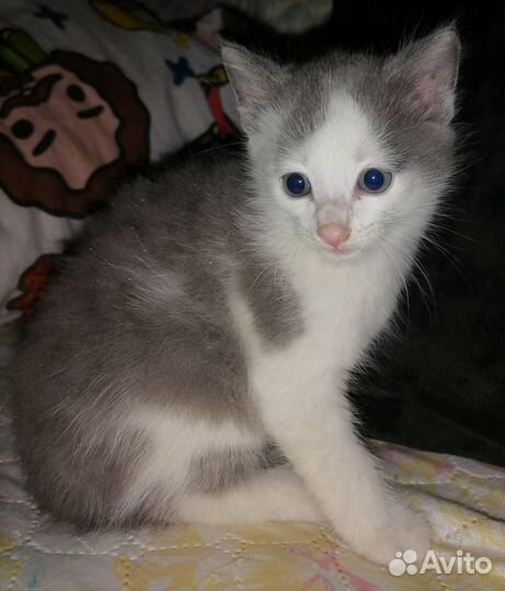 Отдам котят в хорошие руки