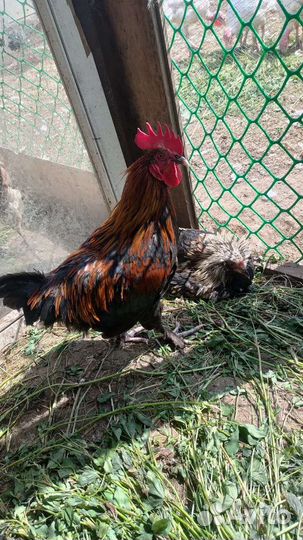 Маран, амераукан, араукан