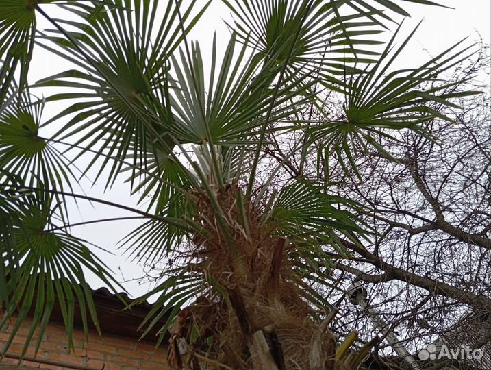 Пальма трахикарпус