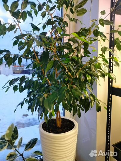 Фикусы бенджамина и эластик черенки