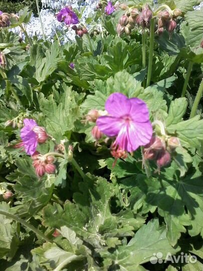 Садовые цветы