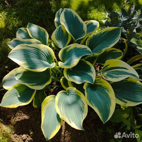 Хосты сортовые