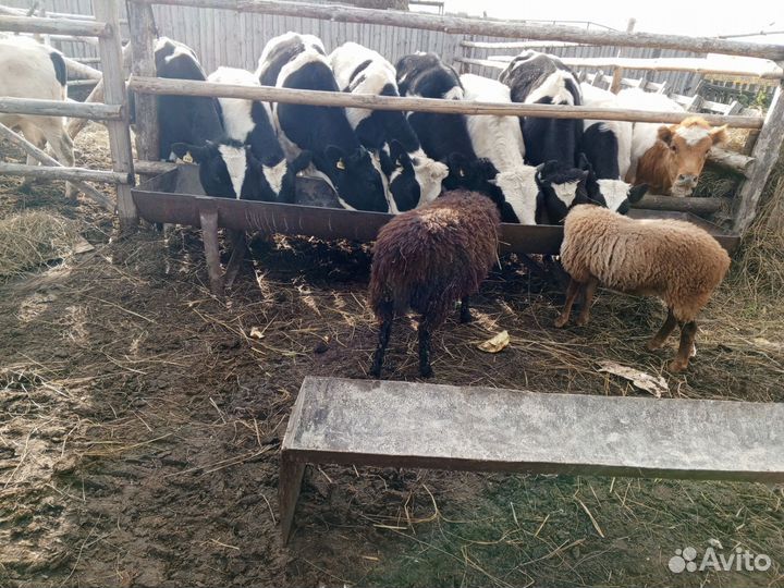 Телята бычки и телочки