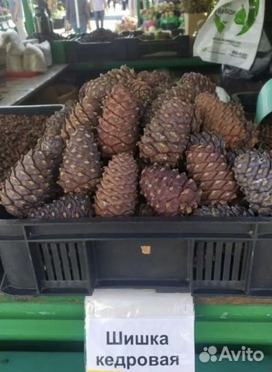 Свежая кедровая шишка (Урожай 2023)