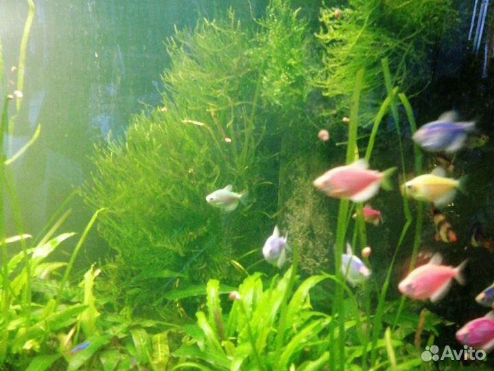 Аквариумные растения