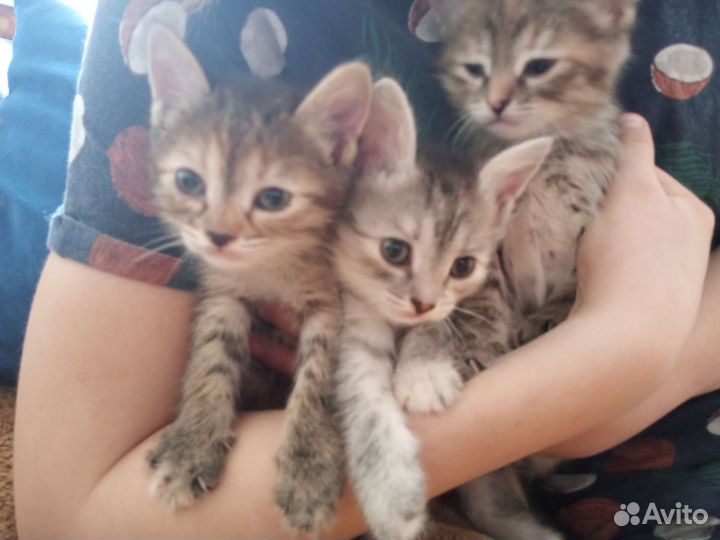 Котята в добрые руки бесплатно