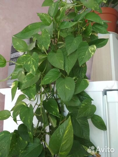 Сциндапсус эпипремнум