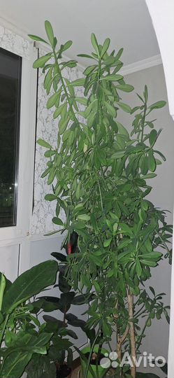 Комнатные растения цветы большие