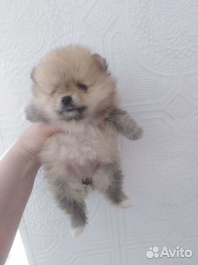 Шпицы разных окрасов. Доставка из Челябинска