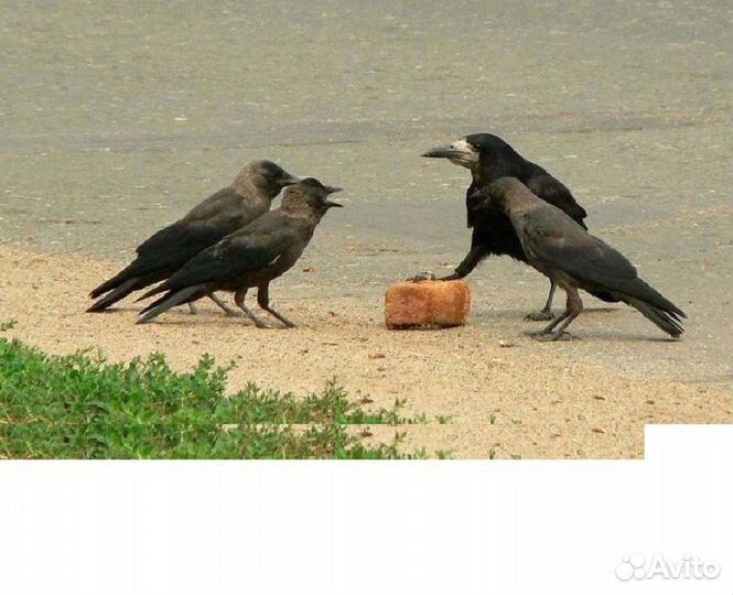 Оценим предметы старины, антиквариат