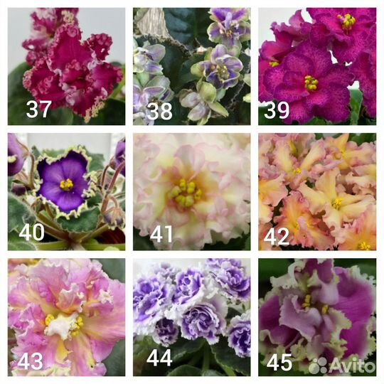 Фиалки лист на срез