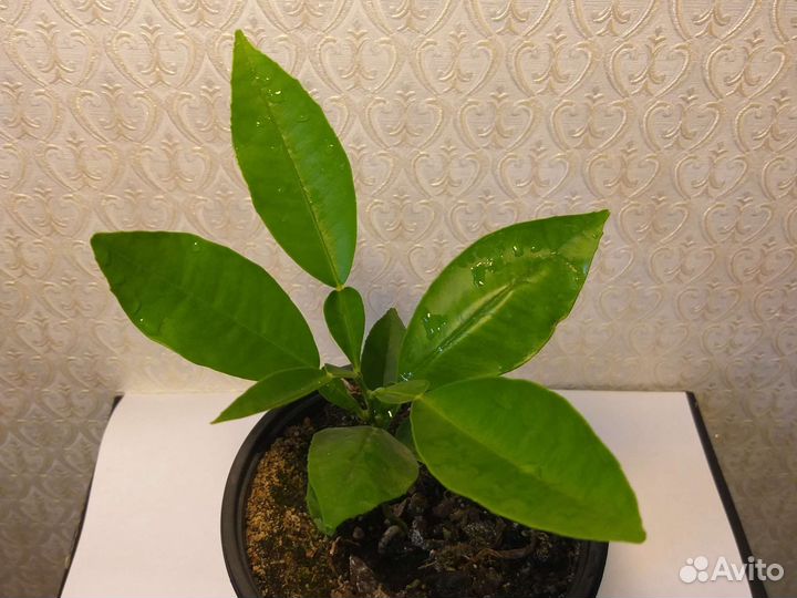 Цитрусовое растение