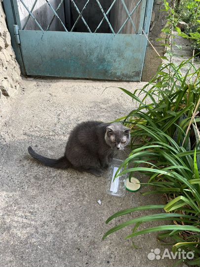 Заберите с улицы кота. Пожалуйста