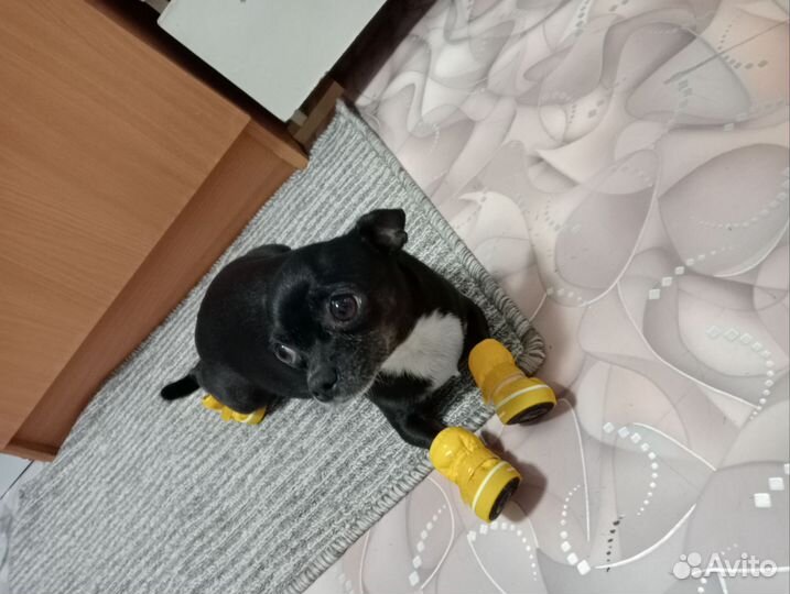 Щенки чихуахуа мини