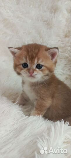 Британские котята золотая шиншилла