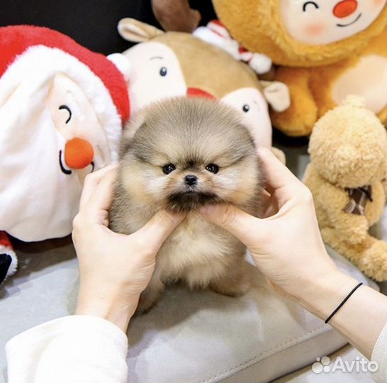 Мини шпицы померанские очень маленькие