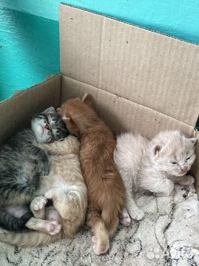 Кошка в дар