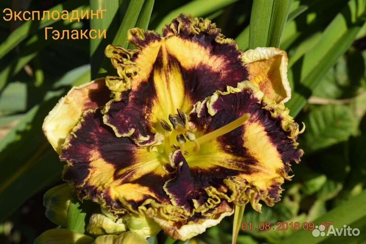 Коллекционные Лилейники