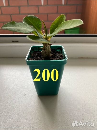 Эуфорбия Миля (Молочай)