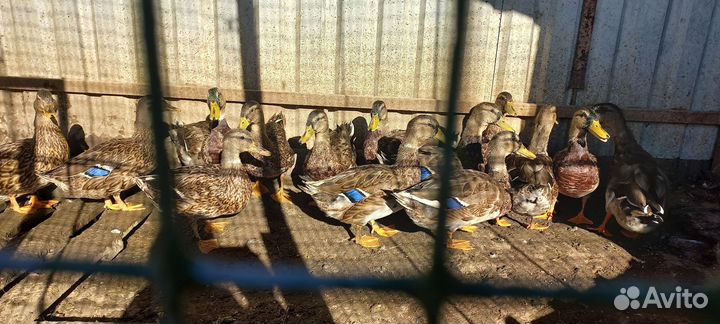 Селезень кряквы