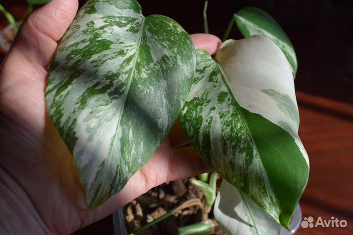 Монстера вариегатная Альба