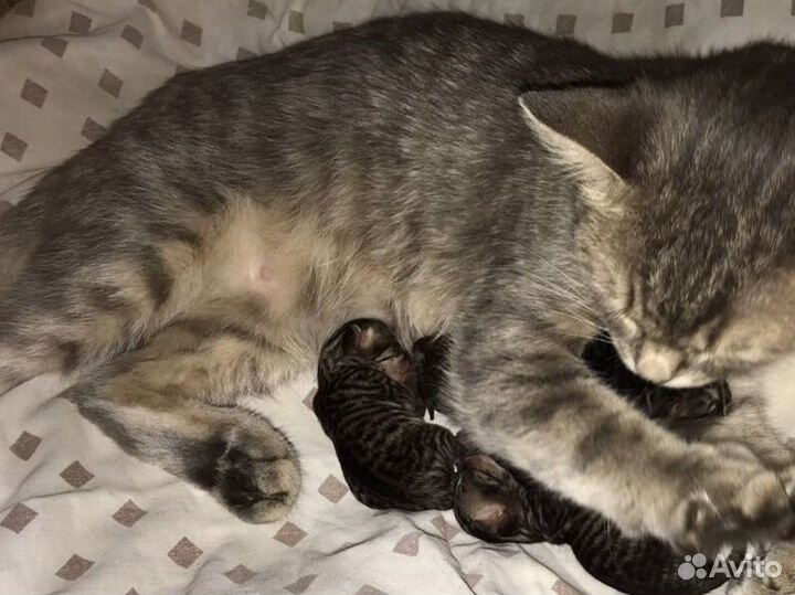 Шотландский кот для вязки