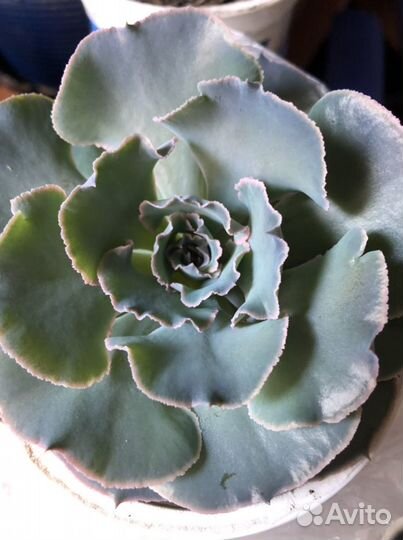 Суккулент редкий цветочик. Эхеверия