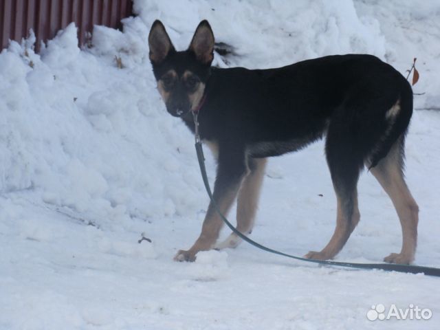 Отдам бесплатно