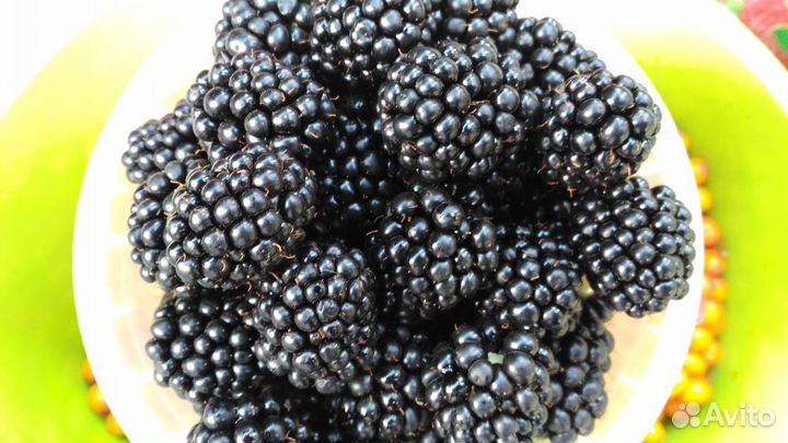 Фуксия-Комнатные растения Рассада Саженцы и Экзоты