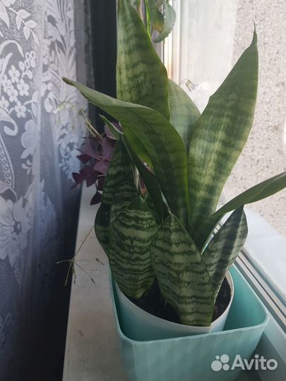 Комнатные цветы