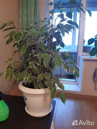 Фикус бенджамина пестролистный