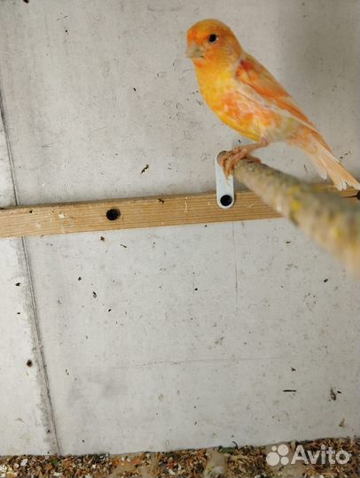 Кенара и канарейки