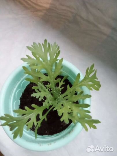 Хризантемы