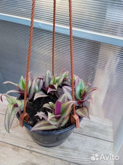 Комнатные цветы