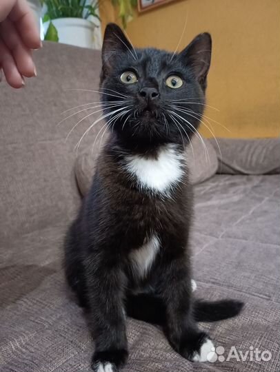 Черный котенок мальчик