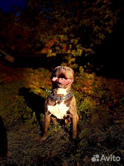 Питбультерьер вязка