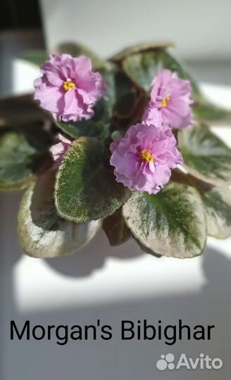 Сортовые цветущие минифиалки