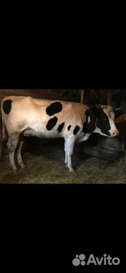 Корова дойная