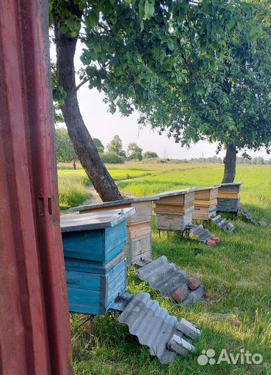 Продам пчёл вместе с домиком карника