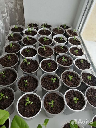 Лаванда узколистная сорт 