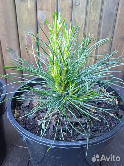 Сосна кедровая европейская