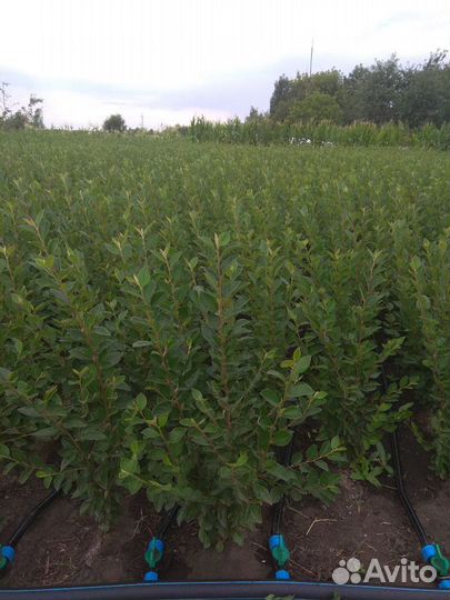 Саженцы и сеянцы кизильника блестящего