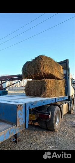 Сено люцерны в тюках 2023г