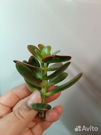 Кактусы и суккуленты, крассула Гелиос