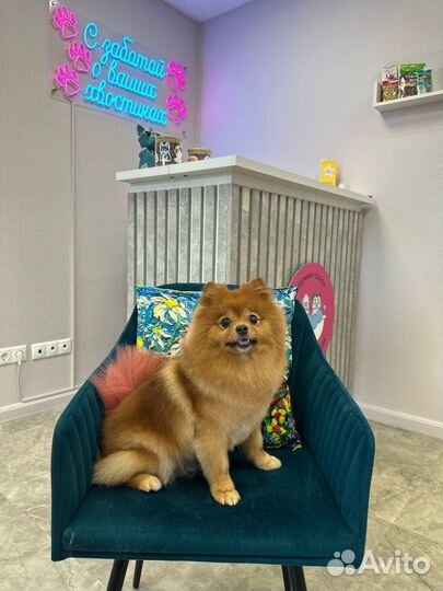 Груминг уход за собаками и кошками