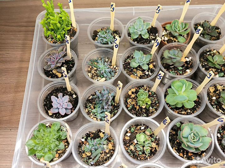 Суккуленты